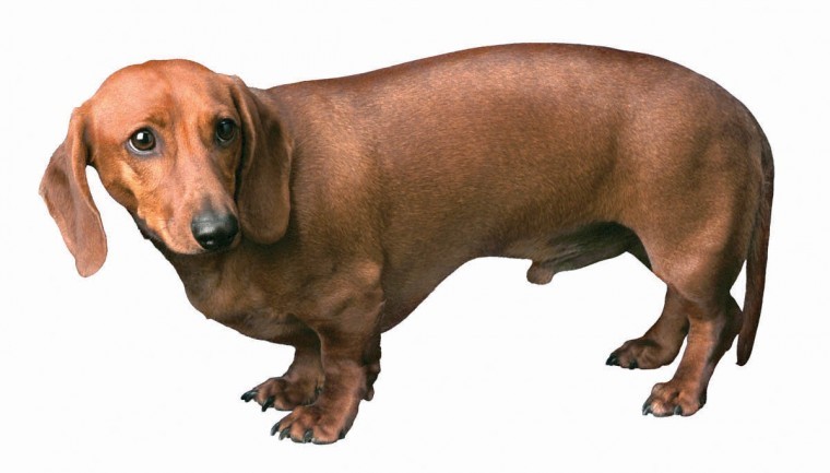 Please don't bring your dogs to the fireworks shows